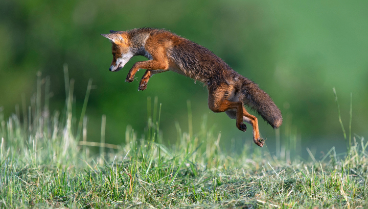 L'atlas de la biodiversité : venez découvrir le patrimoine naturel dans nos communes !